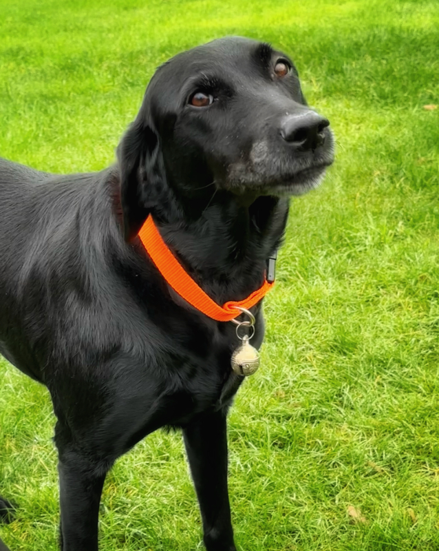 Messing Klokke Til Hundehalsbånd   Stor
